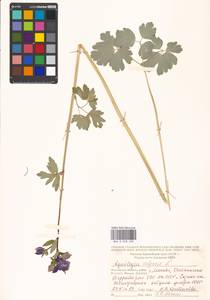 Aquilegia vulgaris L., Eastern Europe, Moscow region (E4a) (Russia)