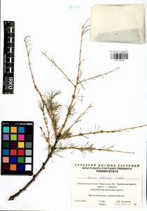 Larix sibirica Ledeb., Siberia, Baikal & Transbaikal region (S4) (Russia)