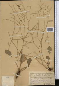 Limonium ferganense Ikonn.-Gal., Middle Asia, Pamir & Pamiro-Alai (M2) (Tajikistan)