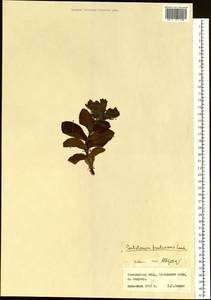 Pennellianthus frutescens (Lamb.) Crosswh., Siberia, Russian Far East (S6) (Russia)