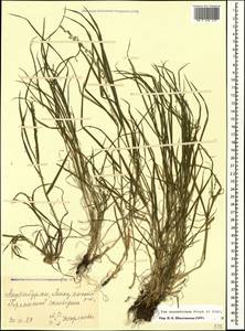 Poa masenderana Freyn & Sint., Caucasus, Azerbaijan (K6) (Azerbaijan)