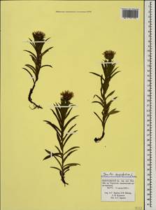 Pentanema ensifolium (L.) D. Gut. Larr., Santos-Vicente, Anderb., E. Rico & M. M. Mart. Ort., Caucasus, Krasnodar Krai & Adygea (K1a) (Russia)
