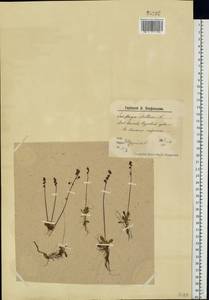Micranthes foliolosa (R. Br.) Gornall, Eastern Europe, Northern region (E1) (Russia)