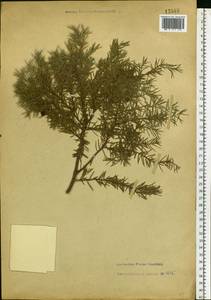 Juniperus communis L., Eastern Europe, Central forest-and-steppe region (E6) (Russia)