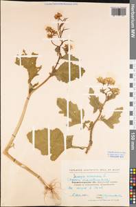 Rhamphospermum arvense (L.) Andrz. ex Besser, Eastern Europe, North Ukrainian region (E11) (Ukraine)