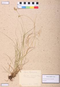 Carex leporina L., Siberia, Altai & Sayany Mountains (S2) (Russia)