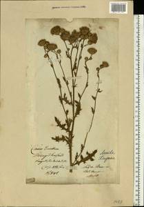 Centaurea benedicta (L.) L., Eastern Europe, Lithuania (E2a) (Lithuania)