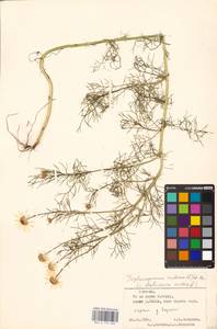 Tripleurospermum inodorum (L.) Sch.-Bip, Eastern Europe, Estonia (E2c) (Estonia)