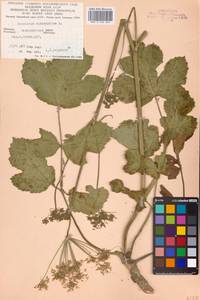 Heracleum sphondylium L., Eastern Europe, West Ukrainian region (E13) (Ukraine)