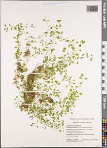 Stellaria alsine Grimm, Eastern Europe, North-Western region (E2) (Russia)