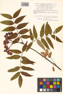 Sorbus sambucifolia (Cham. & Schltdl.) M. Roem., Siberia, Chukotka & Kamchatka (S7) (Russia)