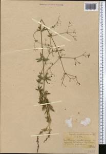 Galium pseudorivale Tzvelev, Middle Asia, Western Tian Shan & Karatau (M3) (Kazakhstan)