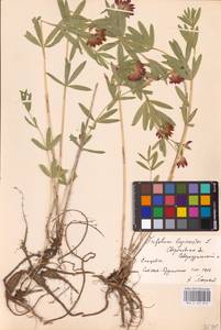 Trifolium lupinaster L., Eastern Europe, Eastern region (E10) (Russia)