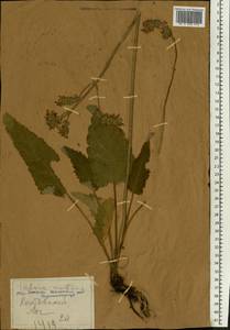 Salvia nutans L., Eastern Europe, Central forest-and-steppe region (E6) (Russia)