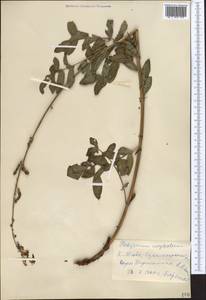 Hedysarum neglectum Ledeb., Middle Asia, Western Tian Shan & Karatau (M3) (Kyrgyzstan)