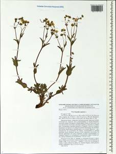 Potentilla stipularis L., Siberia, Chukotka & Kamchatka (S7) (Russia)