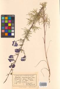 Aconitum macrorhynchum Turcz. ex Ledeb., Siberia, Russian Far East (S6) (Russia)