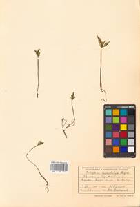 Botrychium lanceolatum (S. G. Gmel.) Ångstr., Siberia, Russian Far East (S6) (Russia)