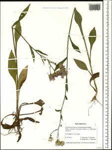 Aster tataricus L. fil., Siberia, Baikal & Transbaikal region (S4) (Russia)