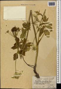Heracleum apiifolium Boiss., Caucasus, Georgia (K4) (Georgia)