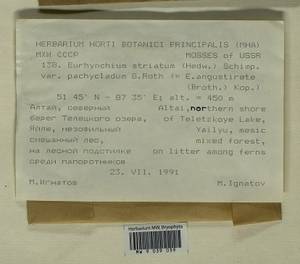 Eurhynchium angustirete (Broth.) T.J. Kop., Bryophytes, Bryophytes - Western Siberia (including Altai) (B15) (Russia)