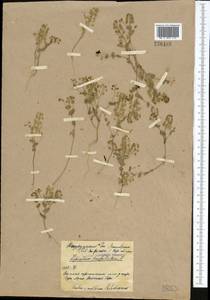 Lepidium perfoliatum L., Middle Asia, Northern & Central Kazakhstan (M10) (Kazakhstan)