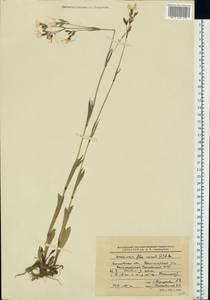 Silene flos-cuculi (L.) Greuter & Burdet, Eastern Europe, Moscow region (E4a) (Russia)