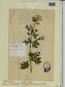 Malva moschata L., Eastern Europe, Estonia (E2c) (Estonia)