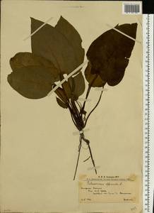 Pulmonaria obscura Dumort., Eastern Europe, West Ukrainian region (E13) (Ukraine)