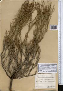 Limonium suffruticosum (L.) Kuntze, Middle Asia, Caspian Ustyurt & Northern Aralia (M8) (Kazakhstan)