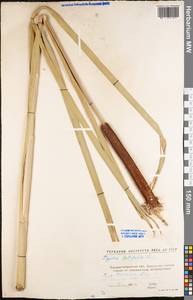 Typha latifolia L., Eastern Europe, North Ukrainian region (E11) (Ukraine)