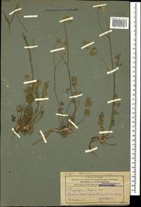 Pimpinella tragium Vill., Caucasus, Armenia (K5) (Armenia)