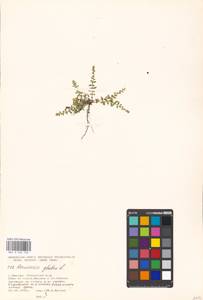 Herniaria glabra L., Eastern Europe, Moscow region (E4a) (Russia)