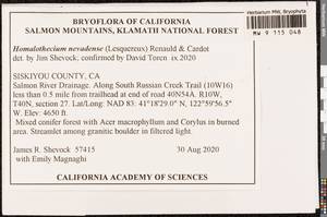 Homalothecium nevadense (Lesq.) Renauld & Cardot, Bryophytes, Bryophytes - America (BAm) (United States)
