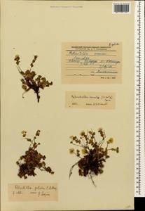 Potentilla crantzii subsp. gelida (C. A. Mey.) Soják, Caucasus, Stavropol Krai, Karachay-Cherkessia & Kabardino-Balkaria (K1b) (Russia)
