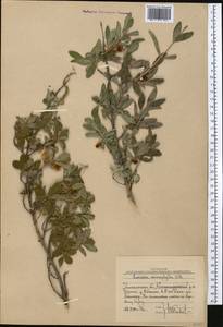 Lonicera microphylla Willd. ex Roem. & Schult., Middle Asia, Western Tian Shan & Karatau (M3) (Uzbekistan)