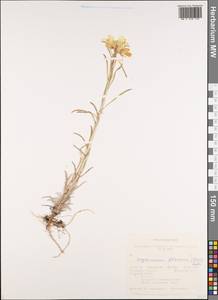 Erysimum flavum subsp. altaicum (C.A. Mey.) Polozhij, Siberia, Altai & Sayany Mountains (S2) (Russia)