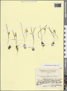 Ornithogalum transcaucasicum Miscz. ex Grossh., Caucasus, Armenia (K5) (Armenia)