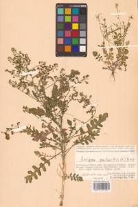 Rorippa palustris (L.) Besser, Eastern Europe, Lower Volga region (E9) (Russia)