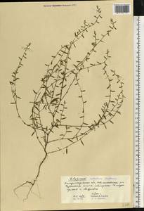Polygonum arenastrum subsp. calcatum (Lindm.) Wissk., Eastern Europe, South Ukrainian region (E12) (Ukraine)