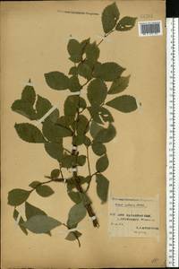 Ulmus minor subsp. minor, Eastern Europe, Western region (E3) (Russia)