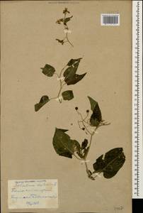 Solanum dulcamara L., Caucasus, Georgia (K4) (Georgia)