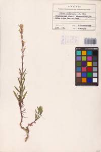 Silene tatarica (L.) Pers., Eastern Europe, Central region (E4) (Russia)