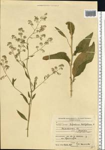 Lepidium latifolium L., Eastern Europe, North-Western region (E2) (Russia)