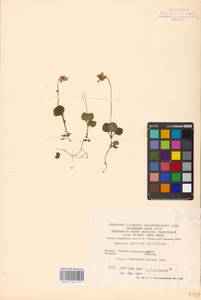 Moneses uniflora (L.) A. Gray, Eastern Europe, West Ukrainian region (E13) (Ukraine)