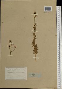 Sisymbrium loeselii L., Siberia (no precise locality) (S0) (Russia)