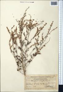 Atraphaxis virgata (Regel) Krasn., Middle Asia, Western Tian Shan & Karatau (M3) (Kazakhstan)