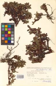 Salix khokhriakovii A. K. Skvortsov, Siberia, Chukotka & Kamchatka (S7) (Russia)