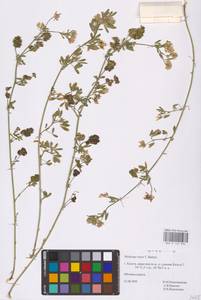 Medicago × varia Martyn, Eastern Europe, Central region (E4) (Russia)
