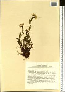 Tephroseris kjellmanii (A. E. Porsild) Holub, Siberia, Chukotka & Kamchatka (S7) (Russia)
